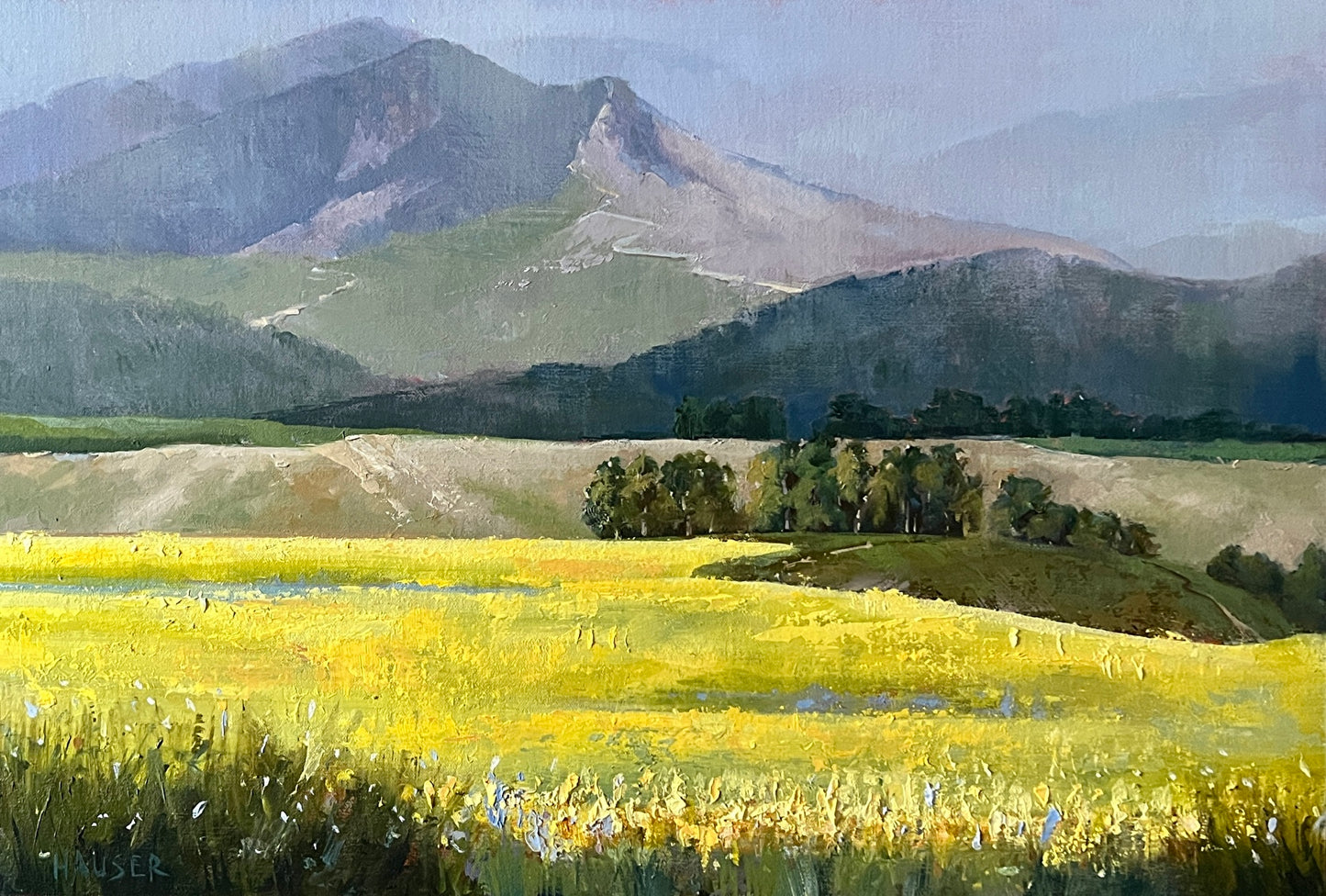 Mustard Fields of Montana