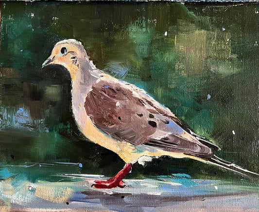 Mourning Dove