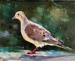 Mourning Dove