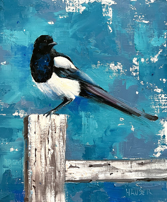 Mr Black Billed Magpie