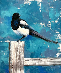 Mr Black Billed Magpie